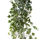 Плющ Hedera eva - изображение 2