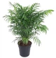 Хамедорея изящная Chamaedorea elegans - изображение 1