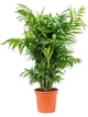 Хамедорея изящная Chamaedorea elegans - изображение 2
