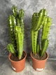 Кактус Murtillocactus geometrisans - изображение 1