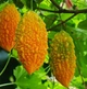 Момордика харанция Momordica charantia (индийский гранат), желтый огурец, бешеная дыня, семена 10 шт - изображение 4