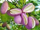 Насіння Акебія п'ятна Akebia quinata (Шоколадна ліана), 5 штук - зображення 3