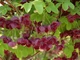 Насіння Акебія п'ятна Akebia quinata (Шоколадна ліана), 5 штук - зображення 4