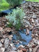 Агроткань Biotol 1х20 м 86 гр/м² Черная с зелеными полосками (AGR_1_20) - изображение 4