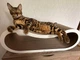Кігтеточка - лежанка для котів "Leo Pets" L (72х24х25cм) - зображення 1