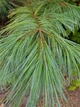 Сосна Веймутова семена (5 шт) Pinus strobus британская белая северная мягкая - изображение 3