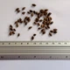 Сосна Веймутова семена (5 шт) Pinus strobus британская белая северная мягкая - изображение 10