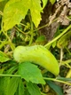 Циклантера семена (10 шт) (Cyclanthera pedata) огурец перуанский ачохча съедобная - изображение 2