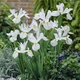 Цибулини Яскрава Ірис Hollandica White Dream (29755) (5шт) - зображення 2