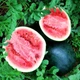 Кавун Цукровий малюк насіння (10 г) суперранній, Professional, TM GL Seeds - зображення 1