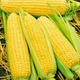 Семена кукуруза Бондюэль F1 (20 г) сахарная сладкая суперранняя, Professional, TM GL Seeds - изображение 1