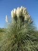 Пампасная трава семена 0,01 гра (прибл. 40 шт) (Cortaderia selloana) кортадерия двудомная селло - изображение 3