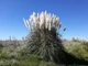 Пампасная трава семена 0,01 гра (прибл. 40 шт) (Cortaderia selloana) кортадерия двудомная селло - изображение 4