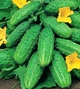 Семена огурец Малыш корнишон(0,5 г) скороспелый , For Hobby, TM GL Seeds - изображение 1
