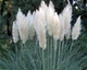 Пампасная трава семена 0,01 гра (прибл. 40 шт) (Cortaderia selloana) кортадерия двудомная селло - изображение 8