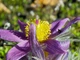 Сон-трава Фиолетовый сад семена (0,1 гр) прострел многолетний (Pulsatilla vulgaris) For Hobby, TM GL Seeds - изображение 4