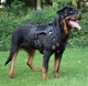 Шлея для собак Vest, тактический жилет с ручкой и системой MOLLE, черный М (132М-BLACK) - изображение 6