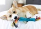 Іграшка для собак Petstages Orka Stick паличка з мотузкою - зображення 2