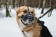 Намордник Pet Nova металлический с подкладкой из кожи размер L 45-11 см (MUZZLE-METAL-L) - изображение 3