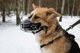 Намордник Pet Nova металлический с подкладкой из кожи размер L 45-11 см (MUZZLE-METAL-L) - изображение 4