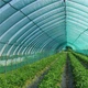 Сетка затеняющая Agreen в рулоне 95% 90 г/м² 1.5х100 м (A5931) - изображение 2