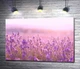 Картина Фиолетовые кусты лаванды в розовом свете заката 100x67 см Модуль №1 (002823) - изображение 1
