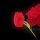 Мармелад из клубники натуральный 500 г в герметичной упаковке Strawberry King (St-King-500) - изображение 11