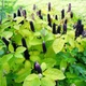 Насіння лаконоса американського (Phytolacca americana) 5 насінин OGOROD - зображення 3