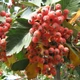 Насіння горобини скандинавської (Sorbus intermedia) 10 насінин OGOROD - зображення 1