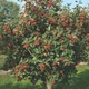 Насіння горобини скандинавської (Sorbus intermedia) 10 насінин OGOROD - зображення 3