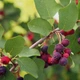 Семена ирги круглолистной Обильная (Amelanchier ovalis) 10 семян OGOROD - изображение 2