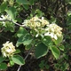 Семена ирги круглолистной Обильная (Amelanchier ovalis) 10 семян OGOROD - изображение 3