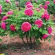 Семена пиона древовидного (Paeonia suffruticosa) смесь 5 семян OGOROD - изображение 2