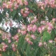 Насіння акації шовкової (Albizia julibrissin) 10 насінин OGOROD - зображення 1