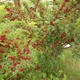 Семена вишни войлочной (Prunus tomentosa) 5 семян OGOROD - изображение 7