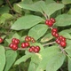 Семена жимолости обыкновенной (Lonicera xylosteum) 30 семян OGOROD - изображение 1