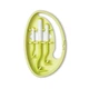 Інструмент для видалення кліщів Tick Twister Clipbox Trio Green, 3 шт зелений - зображення 1