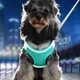 Шлея-жилет світловідбиваюча для кішок та собак Harness Vest XS Blue - зображення 6