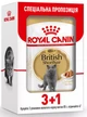 Royal Canin 3+1 Royal Canin British Shorthair Adult Паучі Вага: 0.085 кг| Вологий корм для дорослих котів Британці (0273574001258) (11758) - зображення 1