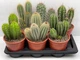 Кактус Cactus canarias mix - изображение 2