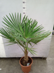 Растение в горшке пальма Trachycarpus Fortunei - изображение 2