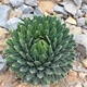 Рослина Agave Victoriae-reginae (кімнатнатна) - зображення 4