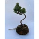 Растение Бонсай "Araucaria Cunninghammii" - изображение 4