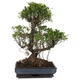 Растение Бонсай "Araucaria Cunninghammii" - изображение 5