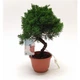 Растение Бонсай "Araucaria Cunninghammii" - изображение 6