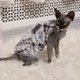 Кофта без рукава для кота Style Pets Angry Birds (KM/ABBS/1787) L - изображение 3