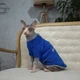 Кофта для кота или кошки Style Pets sp-blue0819/l XL+ - изображение 4