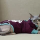 Кофта для кота или кошки Style Pets ILMSPH-ripe cherry (00047сh) XL+ - изображение 2