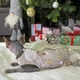 Теплая кофта для котов и кошек новогодняя Style Pets HNY (0022br) M - изображение 2