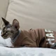Кофта для кота или кошки Style Pets HARVARD (0019hr) XL- - изображение 2